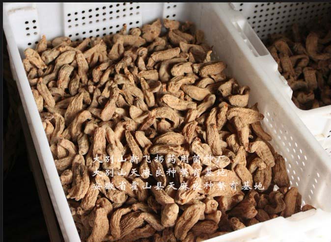 干天麻 (5)