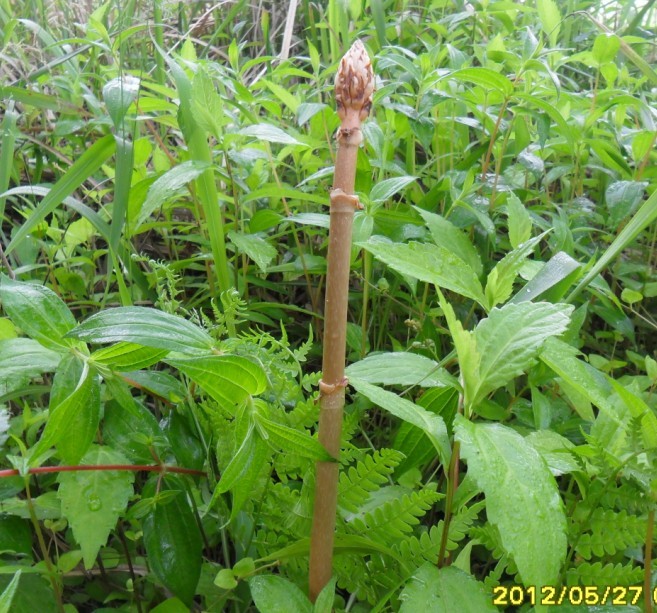 基地内部天麻蒴果 (1)