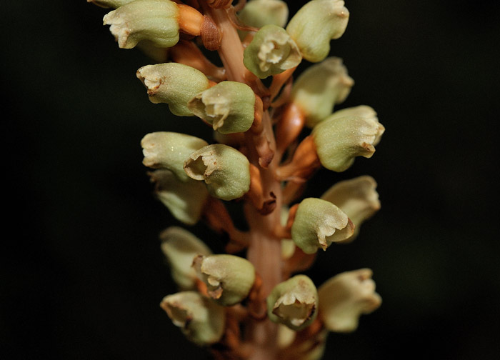 基地内部天麻蒴果 (3)
