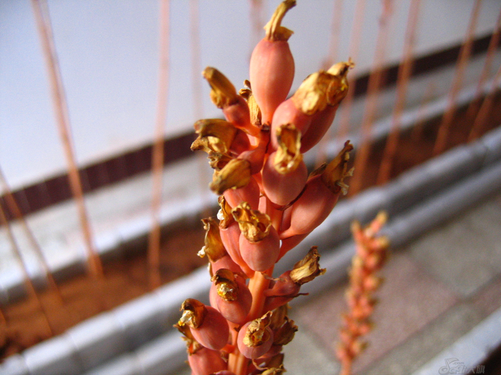 基地内部天麻蒴果 (4)