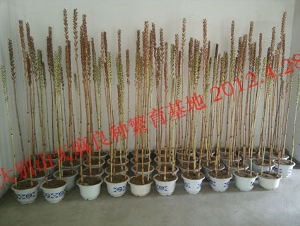 基地内部天麻蒴果 (5)