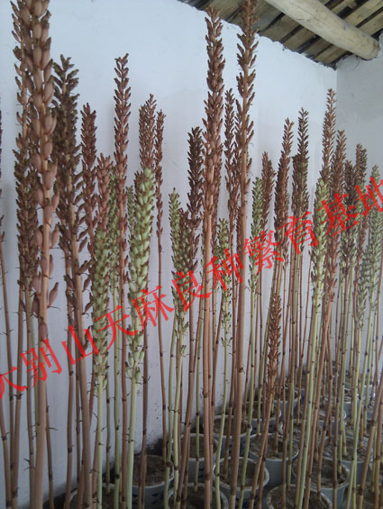 基地内部天麻蒴果 (6)