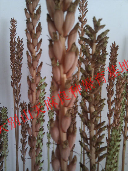 基地内部天麻蒴果 (7)